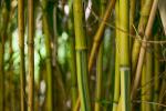 bamboo-2498598_1920
