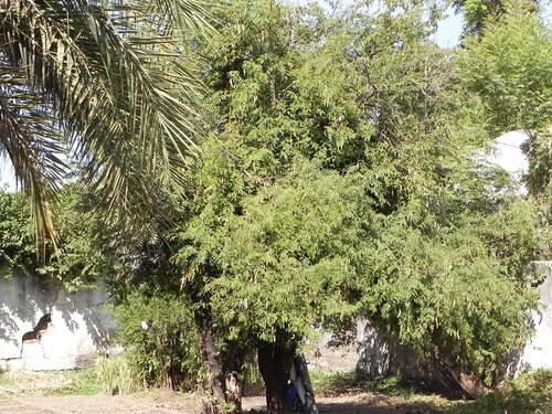 Verveine bleue - Herbier numérique du Mali