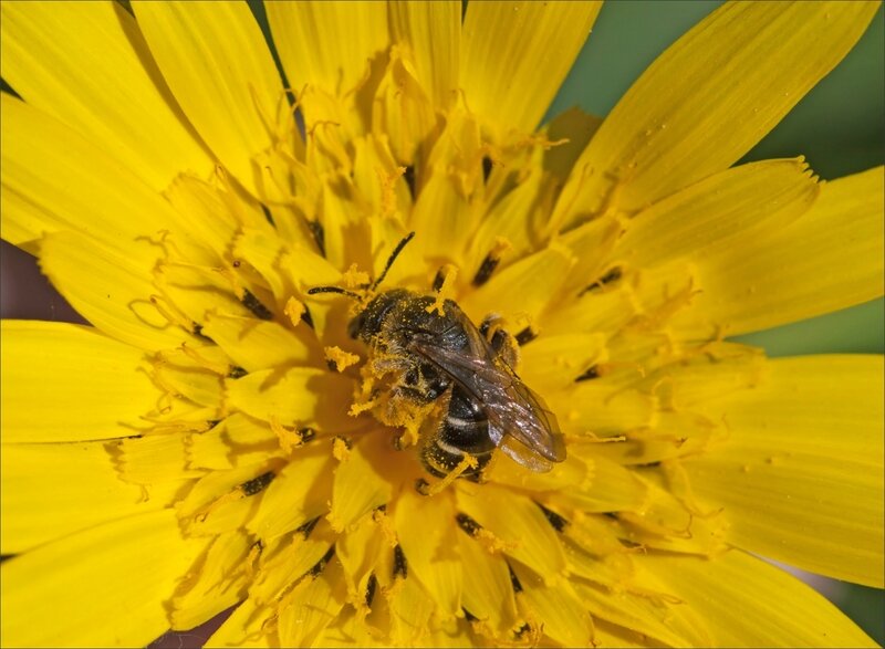 Galuchet fleur jaune abeille pollen 1 190417