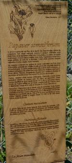 1556-Les-fleurs-maudites