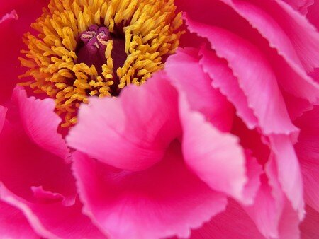 zoom_pivoine