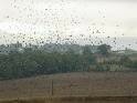 images_35_