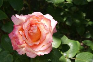 DSC02955