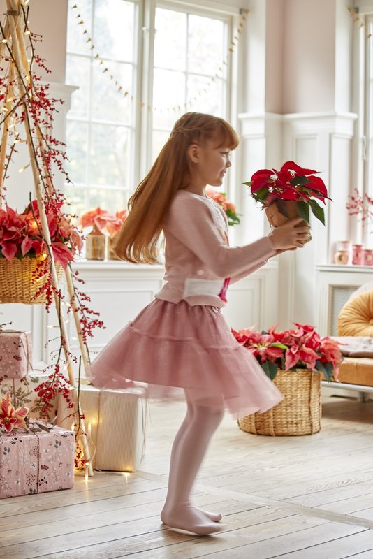 2022_poinsettia_04000_Christmas_Fairy_Tale_10