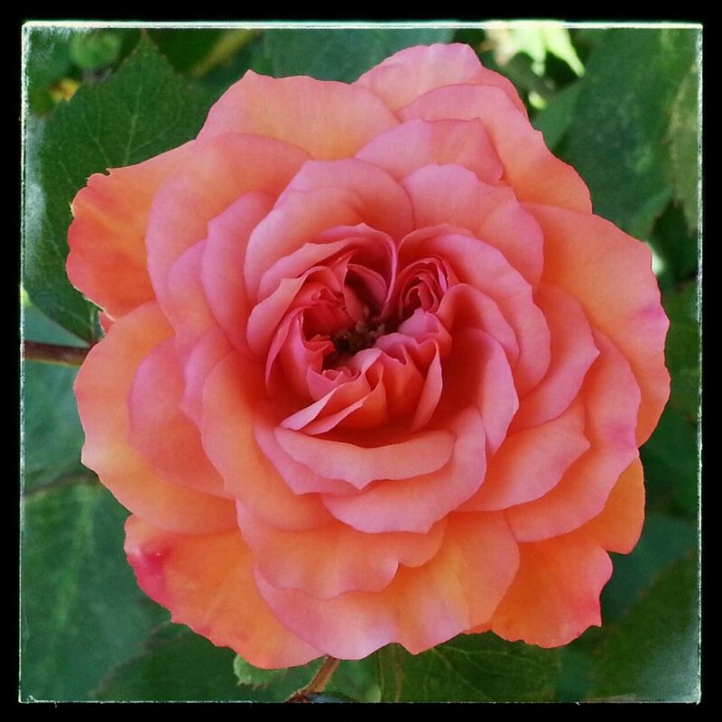 årets første rose