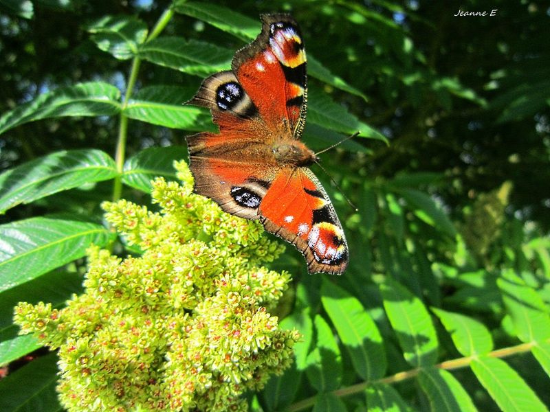 rouge vermillon