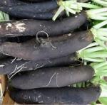 radis noir