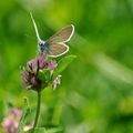 Cupido minimus ( argus frèle