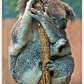 Koala,