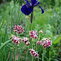 Iris sibirica ' caesar's brother' et aquilegia 'nora barlow'