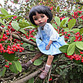 Little Cosmos Zette