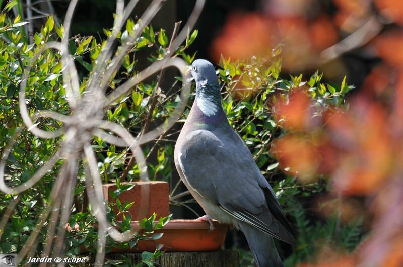 Pigeon ramier • Columba palumbus