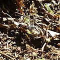 P1050108bis