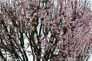 Prunus-éclatant