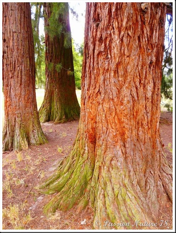 Le séquoia (15)