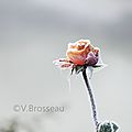 Les roses de glace ...