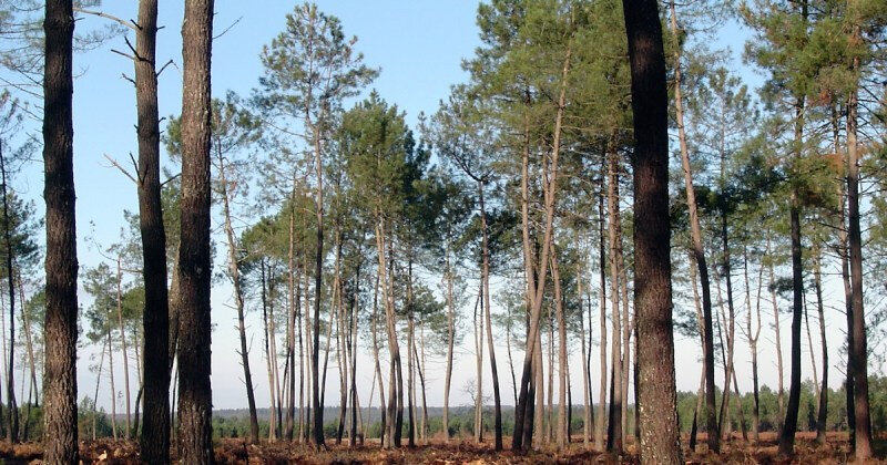 quitter-paris-pour-la-foret-des-landes-1200x630