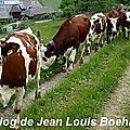 vaches