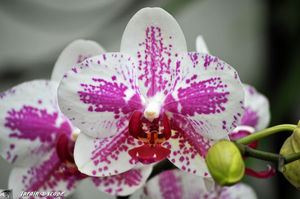 Orchidee_8