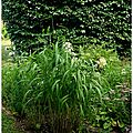 Spodiopogon 'west lake'