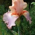 Iris 'Goodbye Heart