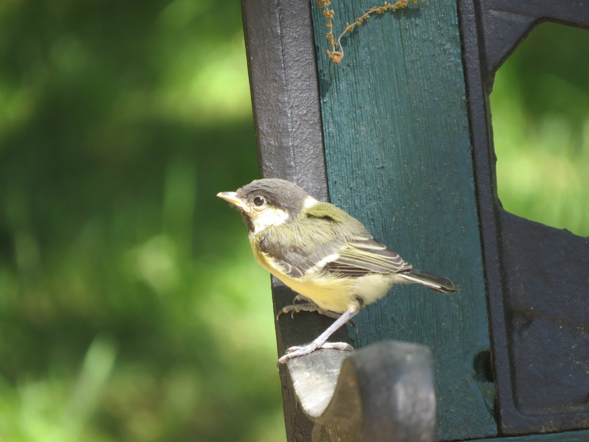 Bebe Mesange Photo De 16 Oiseaux La Malle A Patch