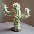 Cactus à gros bras