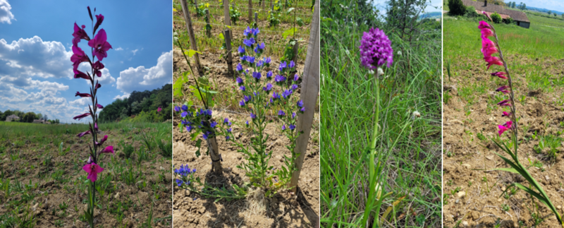 fleurs sauvages