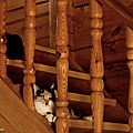Photos JMP©Koufra 12 - Chats - 12062019 - 0014