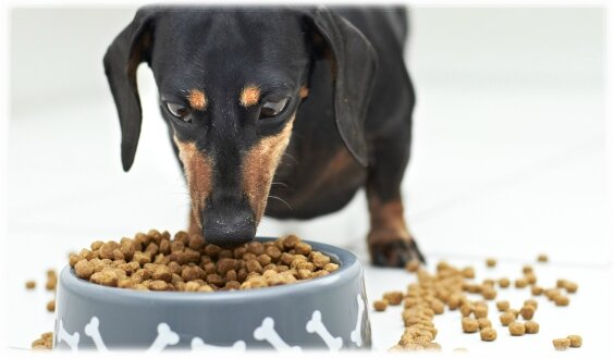 NaturL Cook chien (3)
