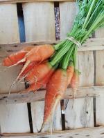 carottes grelot