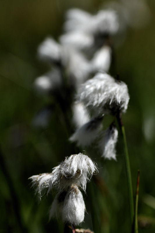 _DSC0864_Linaigrette