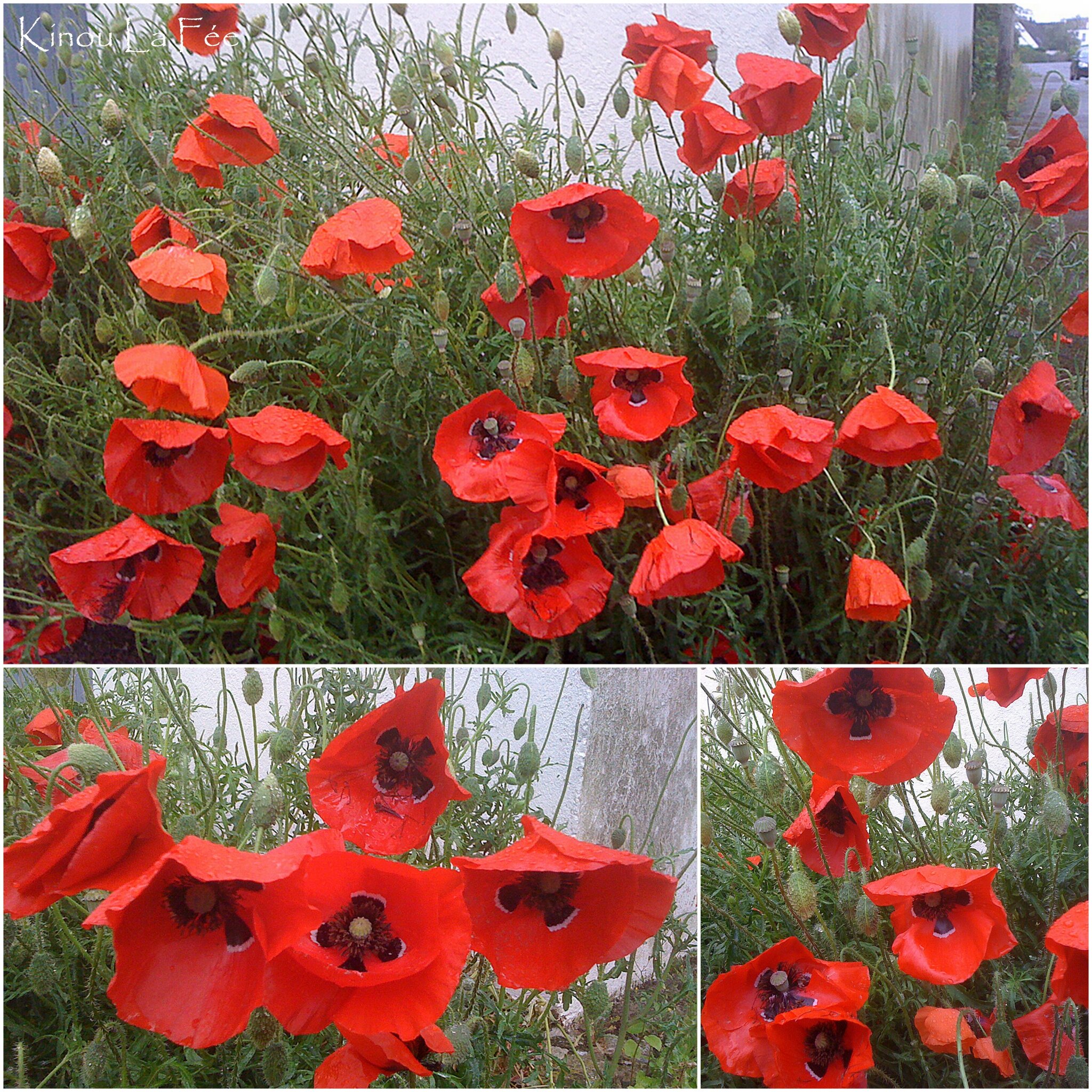 Gentils Coquelicots Mesdames Kinou La Fee