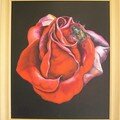 Rose et Doriphore