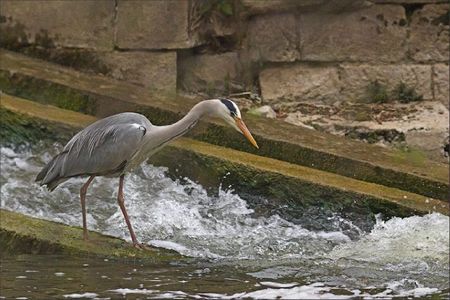 ville lulu heron poisson 1 080412