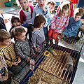école d'Arleux, de nouveaux compagnons (lapin, poussins)mars2012