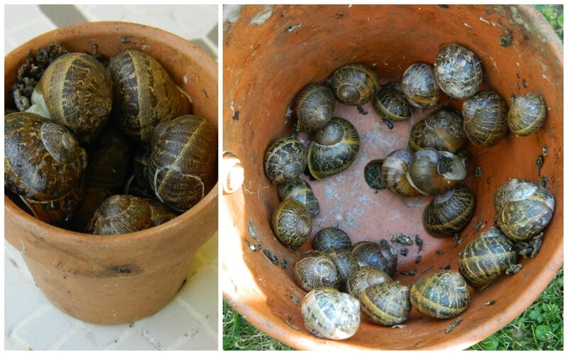 escargots1