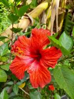une fleur d'hibiscus du jardin