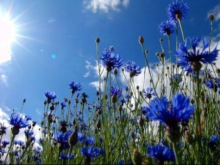 coucous_fleurs_sauvages_champ_bleuets_confondent_img