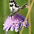 IMG_4881