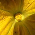 En descendant dans mon jardin ....