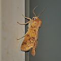 Xanthia gilvago (La Xanthie cendrée)