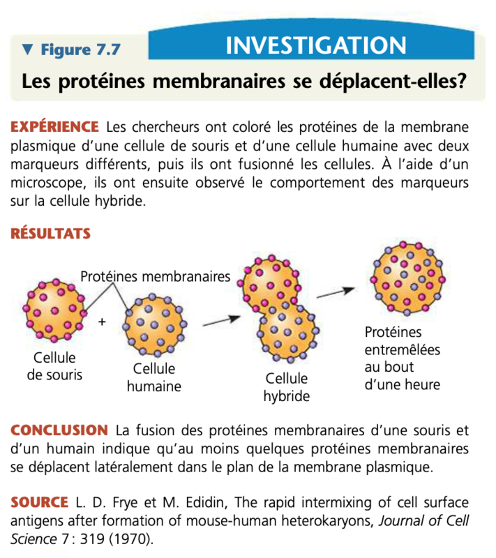 TP Extraction De LADN De Banane Comprendre Et Enseigner Les Sciences Naturelles