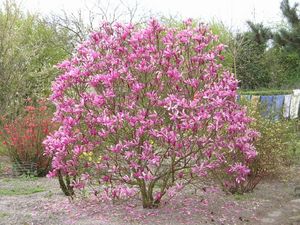 magnolia_x_susan_ens313599788