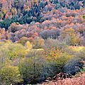 Arbres en automne dans le giron d'issaux...
