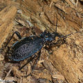 Carabe embrouillé • Chaetocarabus intricatus • Carabidae