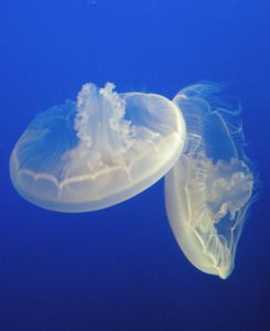 meduses5