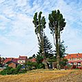 IMGP5497
