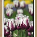 IMG_2672copie3