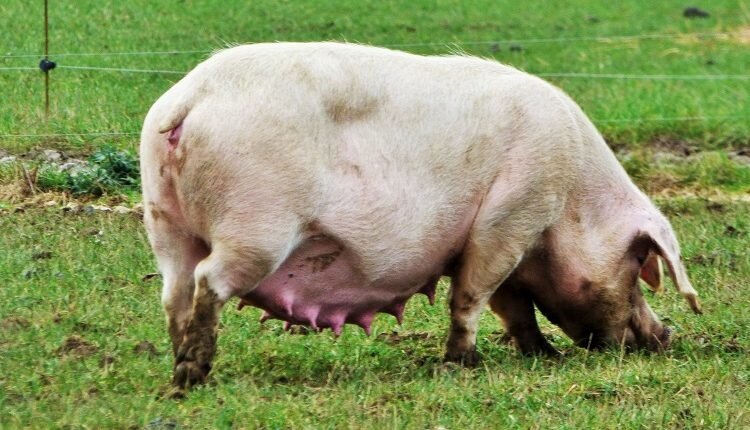 cochon